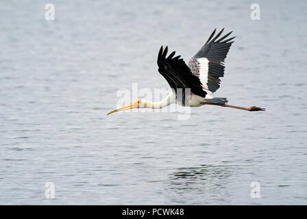 Painted Stork - Mycteria leucocephala, large colored stork with yellow beak from Sri Lanka lakes Stock Photo