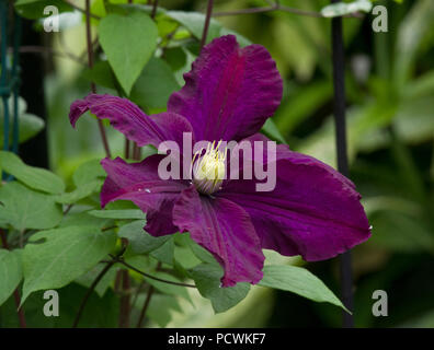 Clematis 'Étoile Violette' Stock Photo