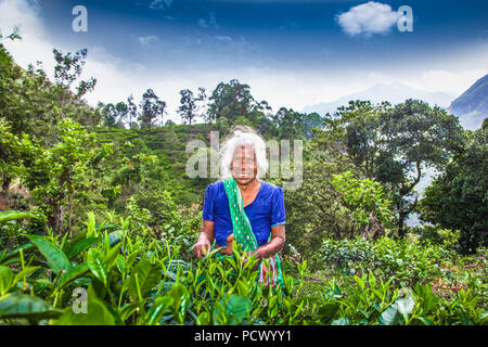 ELLA, SRI LANKA - DEC 30, 2016: Old age female tea-picker picks up the fresh tea leaves in Ella town on Dec 30, 2016, Uva Province, Sri Lanka Stock Photo