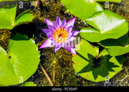 Pink lotus flower bud in a pond. Peace scene in a countryside. Sri Lanka. Stock Photo