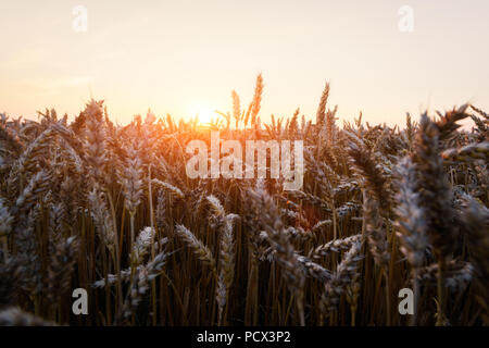 Ripe golden wheat field against the blue sky background Stock Photo