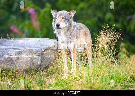 Large male grey wolf standing in a field in the forest Stock Photo