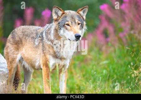 Large male grey wolf standing in a field in the forest Stock Photo