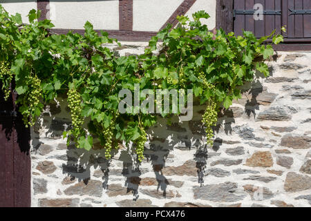 FRANCE, VIGEOIS - JULY 17, 2018: Bunches of green grapes hanging in the sun in front of an old french stone wall. Stock Photo