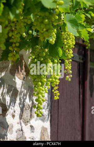 FRANCE, VIGEOIS - JULY 17, 2018: Bunches of green grapes hanging in the sun in front of an old french stone wall. Stock Photo