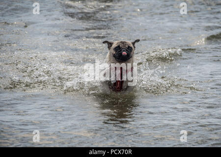 Longrock, Cornwall, UK. 4th August 2018. UK Weather. Titan the pug cooling down in the sea at Longrock, as temperatures start to rise again, upto 27 degrees C this afternoon. Credit: Simon Maycock/Alamy Live News Stock Photo