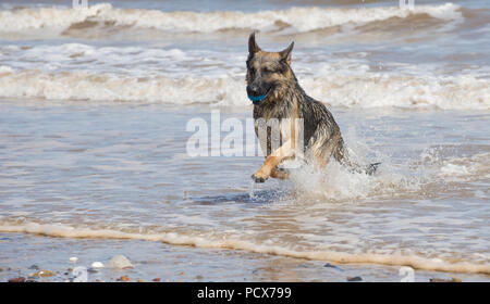 Skipsea, North sea coast, Yorkshire, England. 4th,. August 2018. German Shepherd dog enjoying a dip in the cool water along the North sea coast during this hot and sunny weather. Alan Beastall/Alamy Live News Stock Photo