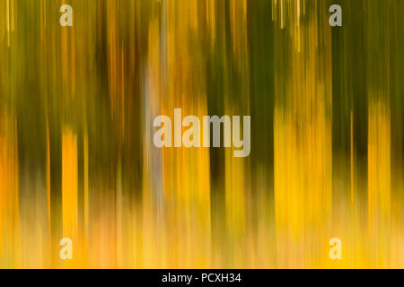 Yellow; Abstract; Trees in Autumn; UK Stock Photo