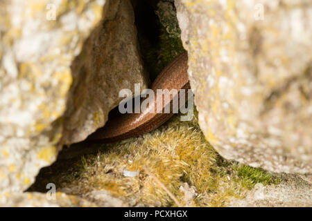 Detail of a slow-worm, Anguis fragilis, photographed at night during the UK 2018 hot weather, that is living in a stone wall near a garden pond. The s Stock Photo