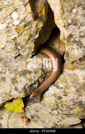 A slow-worm, Anguis fragilis, photographed at night during the UK 2018 hot weather, that is living in a stone wall near a garden pond. The slow-worm i Stock Photo