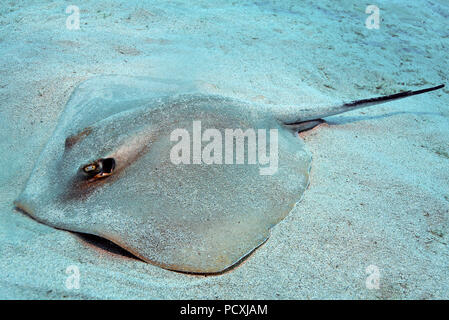 Atlantic Stingray, Canary Islands, Spain, Europe, Atlantic (Dasyatis ...