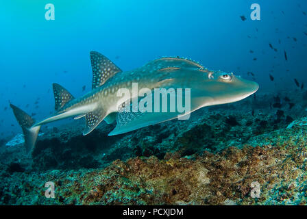 Bogenmaul-Gitarrenrochen (Rhina ancylostoma), Tofo, Mozambique | Bowmouth guitarfish (Rhina ancylostoma), Tofo, Mozambique Stock Photo