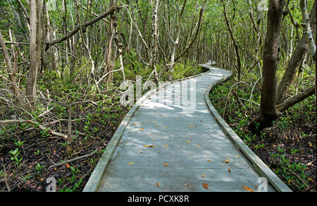 A boardwalk snakes through the mangrove at the  Four Mile Ecological Preserve at Cape Coral, Florida Stock Photo
