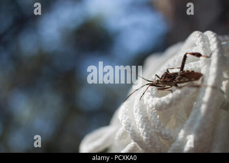 Bug ( Leptoglossus occidentalis ) on rope Stock Photo