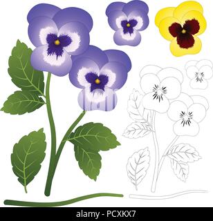 Violet and Yellow Viola Garden Pansy Flower with Outline isolated on White Background. Vector Illustration. Stock Vector