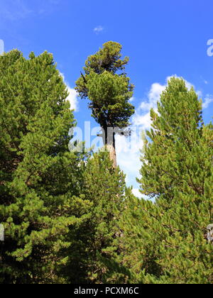 Austrian conifers, Arolla pine trees, near Obergurgl, Oetztal in Tyrol, Austria. Stock Photo