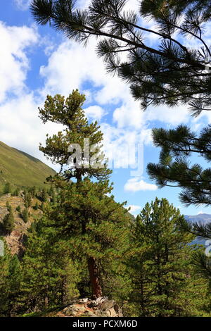 Arolla pine trees near Obergurgl, Oetztal in Tyrol, Austria. Stock Photo