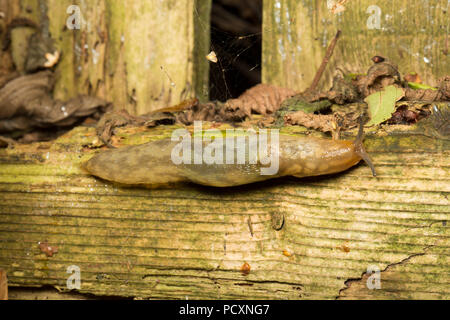 A yellow slug, Limax flavus, photograped at night crawling on a rotten wooden fence during the UK 2018 hot weather in a garden in Lancashire England U