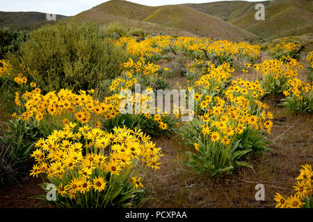 Yellow wild flowers grow in the hills above Boise Idaho in the spring time Stock Photo