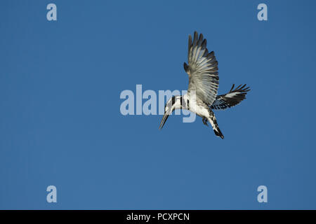 Pied Kingfisher (Ceryle rudis) hovering Stock Photo