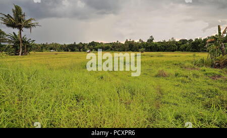 Yellowish rice field limited by dense vegetation of palm trees and jungle to the S.of the Chocolate Hills area seen from Nueva Vida Barangay. Carmen m Stock Photo