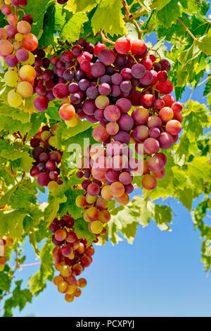 a bunch of ripening red grapes on the vine Stock Photo