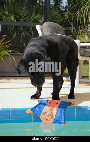 Black Labrador Retriever Domestic Adult Pet Canine Dog Outdoors Pool Standing Playing Retrieving Orange Blue Water Toy Mouth Opened Sunny Summer Day Stock Photo