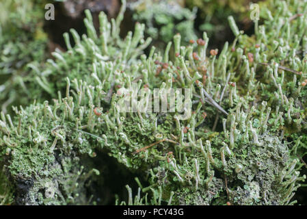 lichen on tree stump macro selective focus Stock Photo