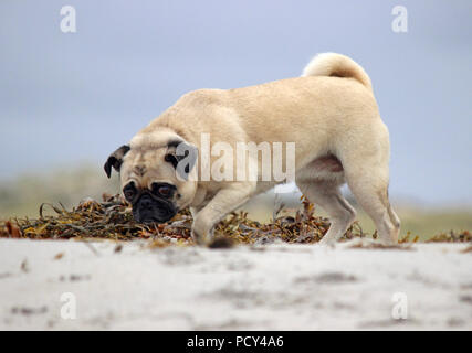 A pug dog enjoying running off leash and sniffing around on a day out at the beach. Stock Photo