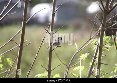 Dark eyed Junco sitting on a branch with a meadow in the background Stock Photo