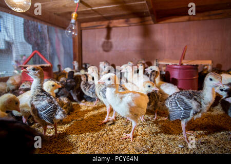 New born Baby turkeys are hatched in large incubators at savar, Dhaka, Bangladesh. Stock Photo