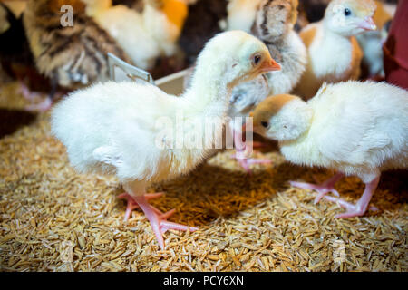 New born Baby turkeys are hatched in large incubators at savar, Dhaka, Bangladesh. Stock Photo