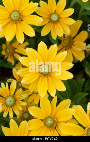 Rudbeckia hirta ‘Prairie sun’. Black-eyed Susan 'Prairie Sun' flowers Stock Photo