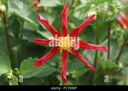 Dahlia 'Honka Red' Stock Photo