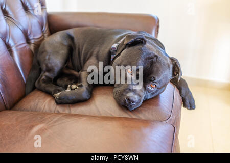 cute, handsome black staffordshire bull terrier dog resting curled up on a brown leather vintage style sofa Stock Photo