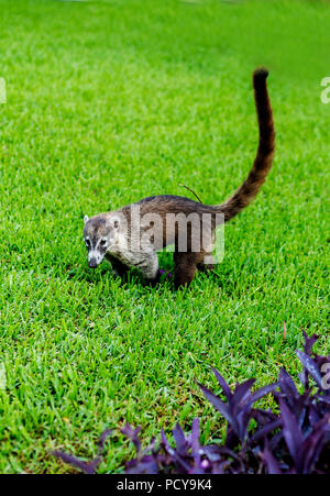 Cute and cuddly Coati or coatimundi walking in the grass in Mexico in an all inclusive beach resort foraging for food