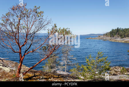 A lone arbutus tree with characteristic red peeling bark stands near a few stunted conifers on an exposed bluff by the sea (BC''s Sunshine Coast). Stock Photo
