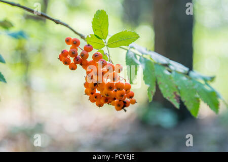 A bunch of fruits of red mountain ash. Rowan berries, Mountain ash (Sorbus) tree with ripe berry. Stock Photo