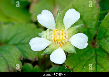 Barren Strawberry (potentilla sterilis), close up of a single flower with leaves. Stock Photo