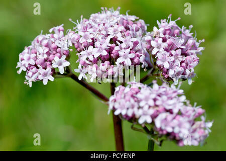 Common Valerian (valeriana officinalis), close up of one of the broad flowering heads. Stock Photo