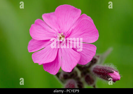 Red Campion (silene dioica), close up of single flower with bud. This is the male flower. Stock Photo