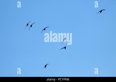 Common swift (Apus apus) group flying overhead, Bradford-on-Avon, Wiltshire, UK, May. Stock Photo