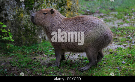 Capybara Zoo Deutschland