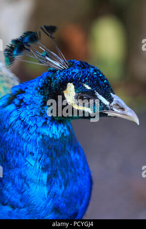 A Common Peacock, Pavo Cristatus, at Paignton Zoo, in Devon, England Stock Photo