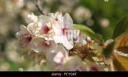 Springtime cherry blossom in Greenwich Park, London Stock Photo