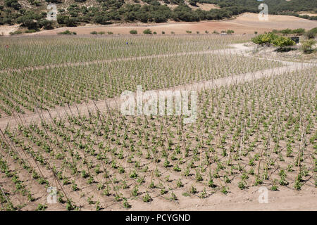 Rows of runner beans with supporting canes and protective ceiling netting, Granada, Spain Stock Photo