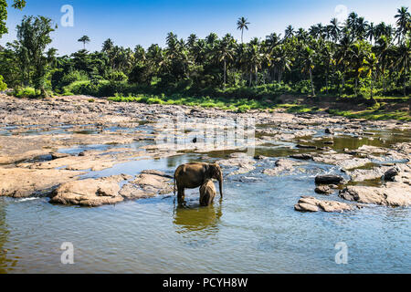 Herd of elephants bathing in the jungle river of Sri Lanka. Stock Photo