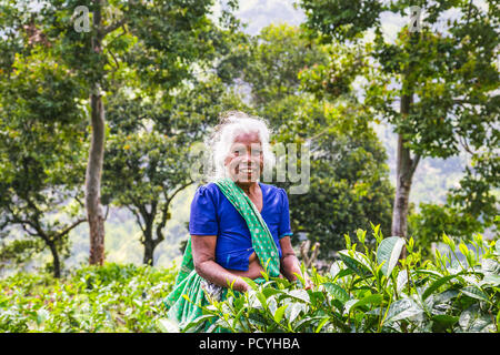 ELLA, SRI LANKA - DEC 30, 2016: Old age female tea-picker picks up the fresh tea leaves in Ella town on Dec 30, 2016, Uva Province, Sri Lanka Stock Photo