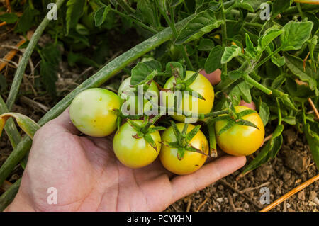 Bunch with many cherry tomatoes ripening on the plant. Green small tomatoes of ecological farming. Organic vegetables in the field held by a farmer. Stock Photo