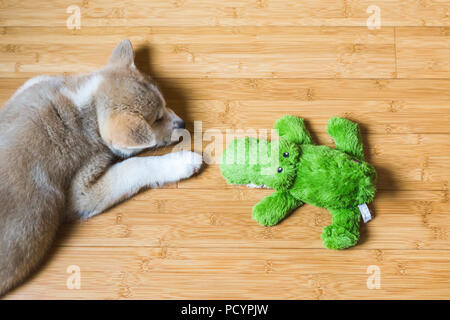 Japanese Akita Inu puppy, white and red dog close up near a toy Stock Photo